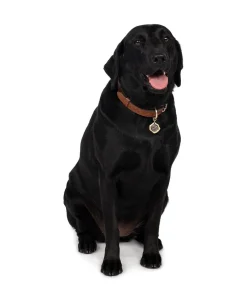 Patricia Nash Pet Collar| Pet Accessories