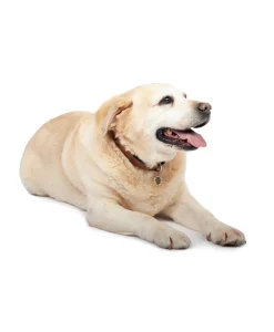 Patricia Nash Pet Collar| Pet Accessories