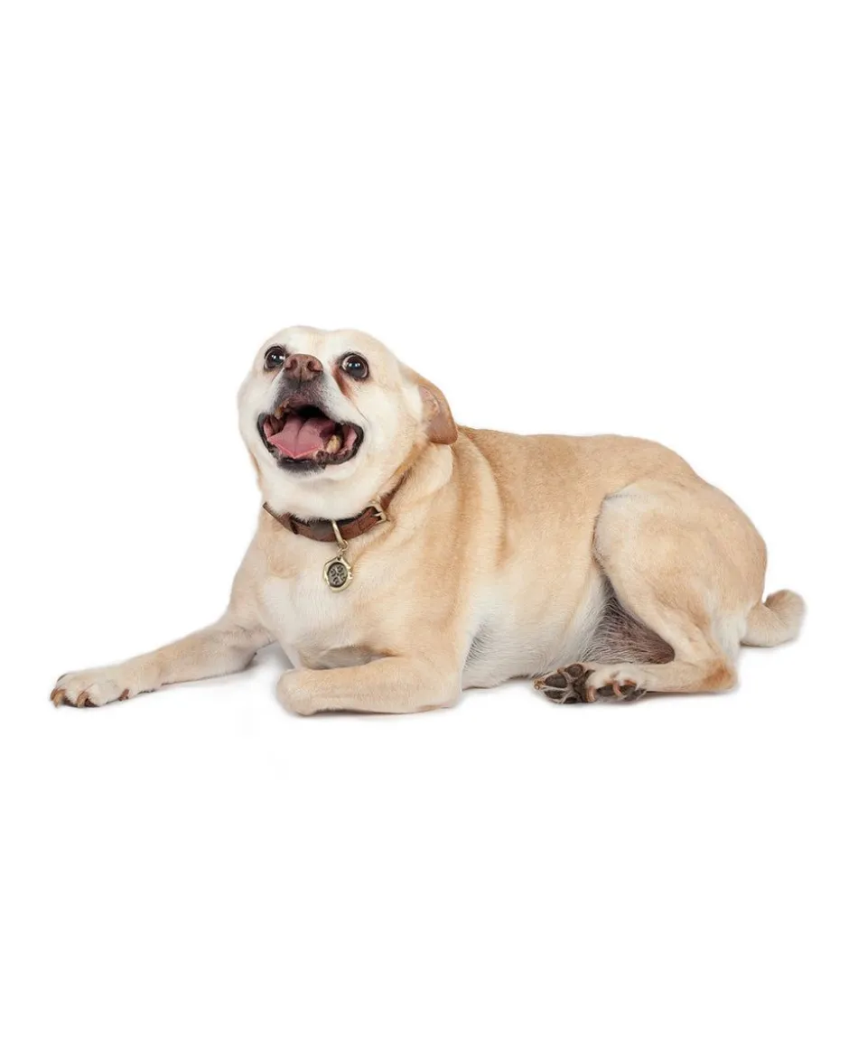 Patricia Nash Pet Collar| Pet Accessories