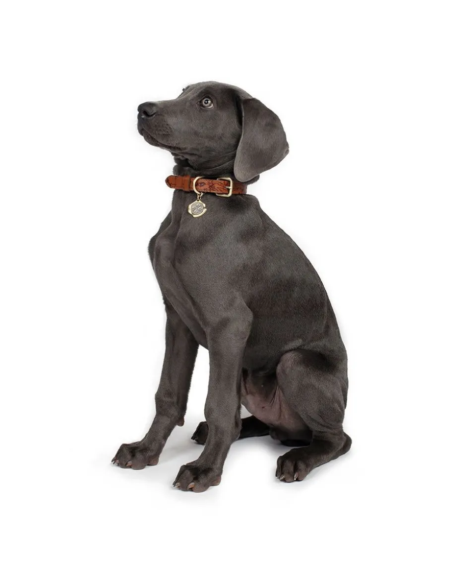 Patricia Nash Pet Collar| Pet Accessories